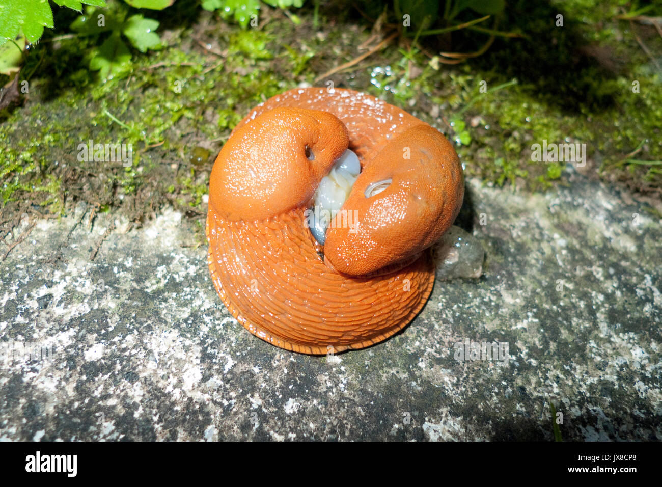 Schnecke, Nacktschnecke, Wegschnecke bei der Paarung, yin und yang Foto Stock