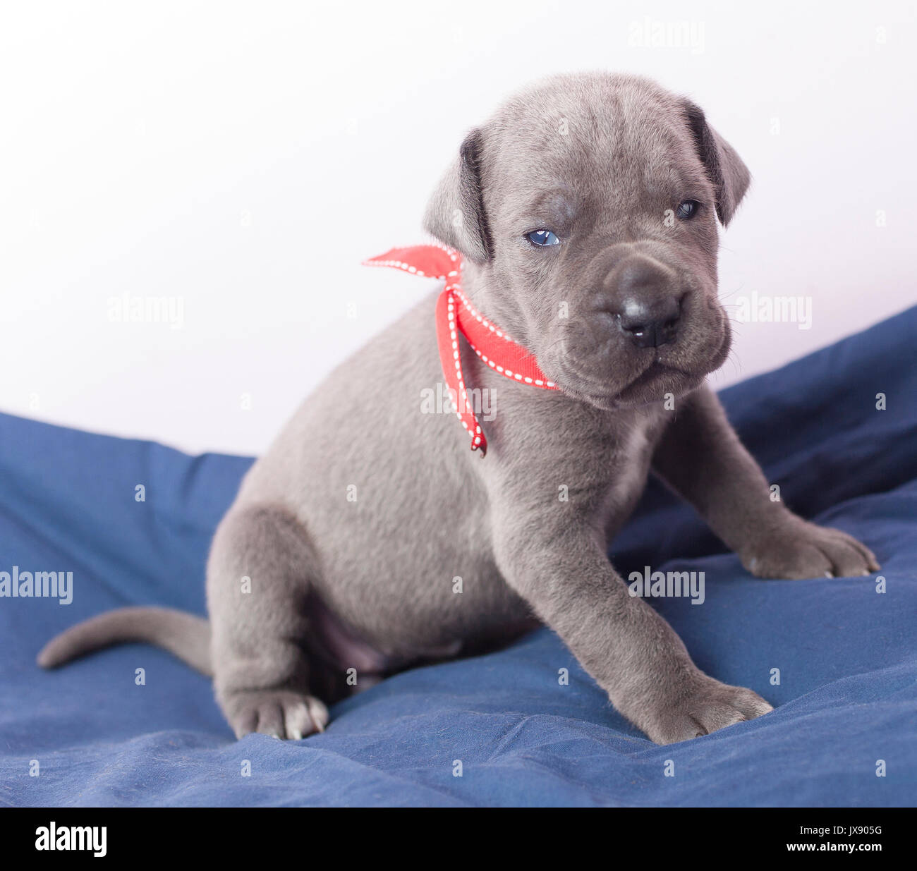 Grigio Alano cucciolo di razza su una coperta di blu Foto Stock