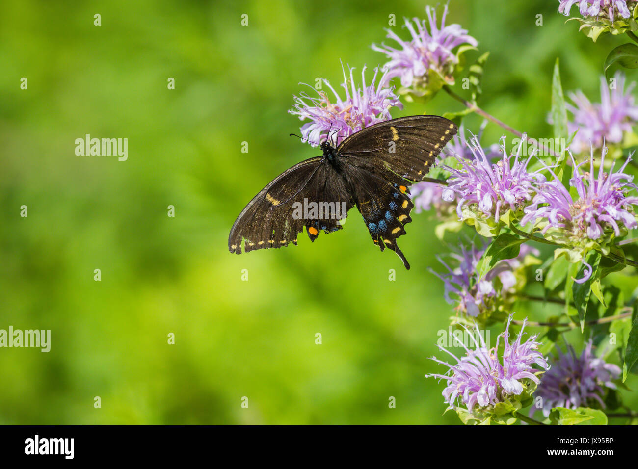 Spicebush coda forcuta (Papilio troiolo) Farfalla con un parafango rotto arroccato su bee balm fiore Foto Stock