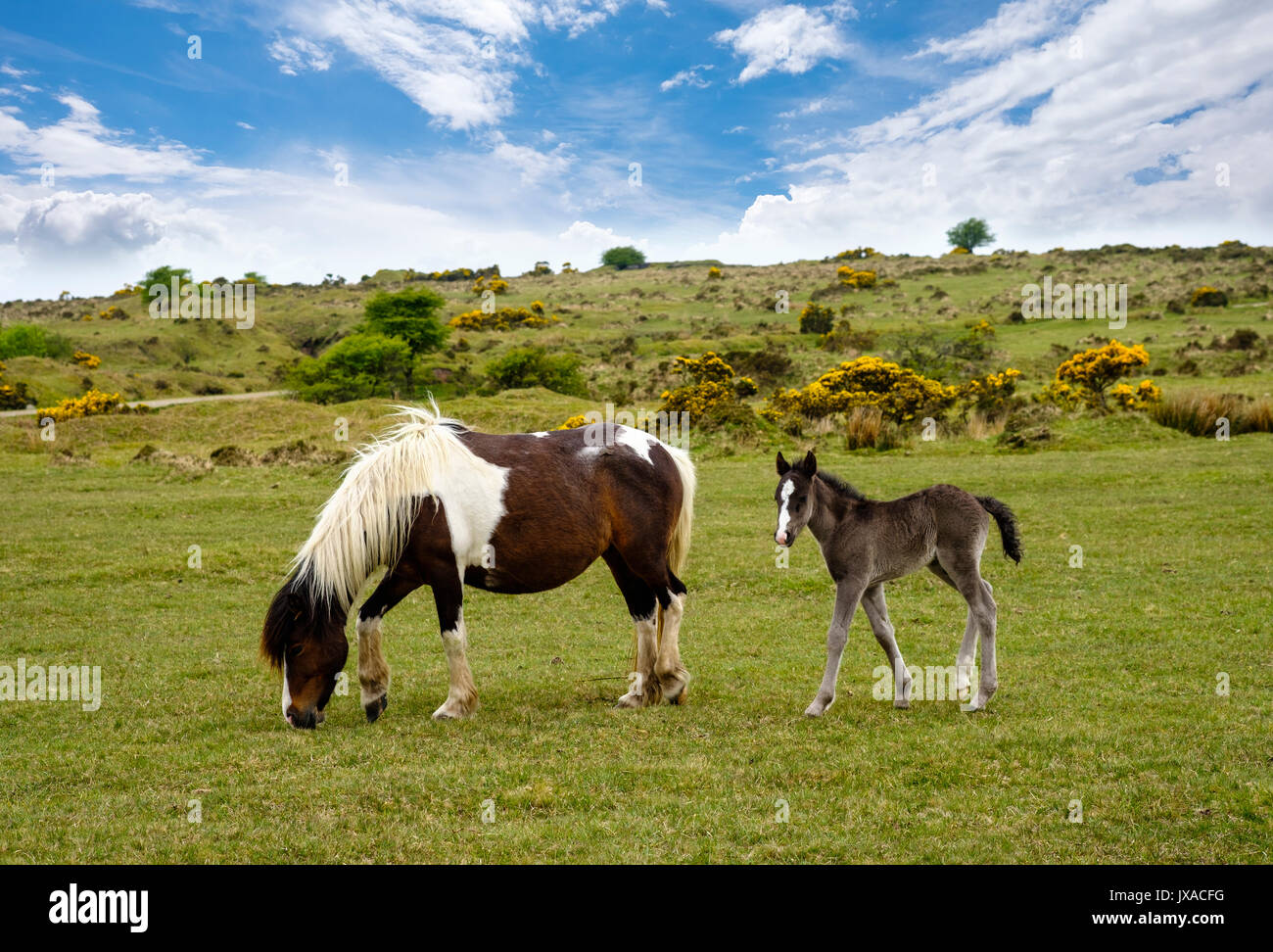 Puledro e mare, Bodmin Moor pony, Cornwall, England, Regno Unito Foto Stock