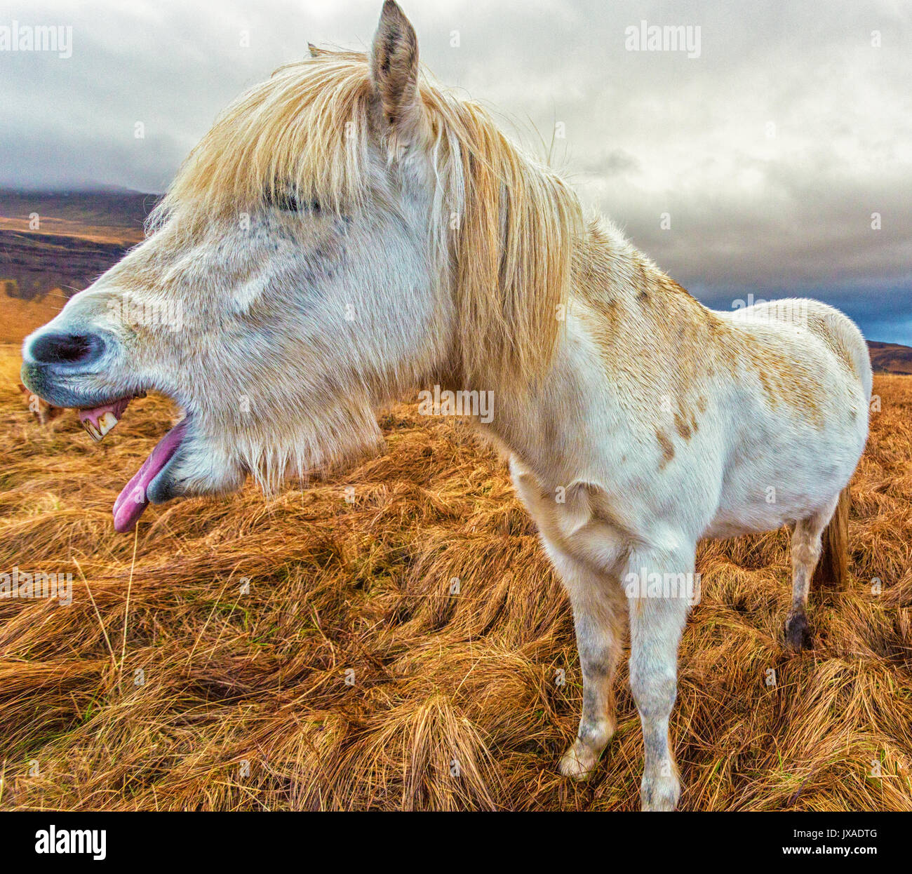 Cavalli islandesi abbondano sull'isola. Questo cavallo era tosse, ma sembra più una risata Foto Stock