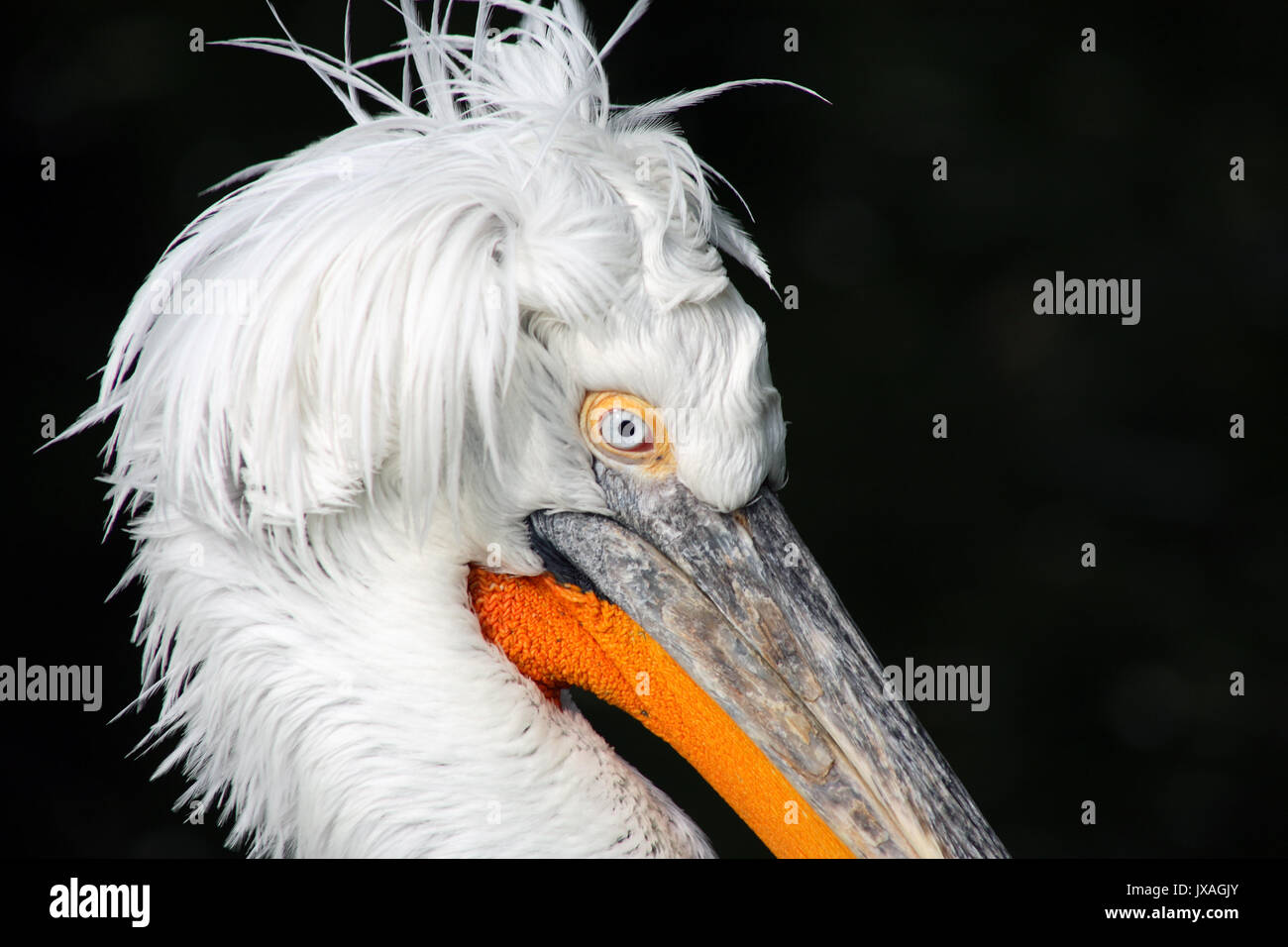 Extreme closeup di pelican testa su sfondo scuro Foto Stock