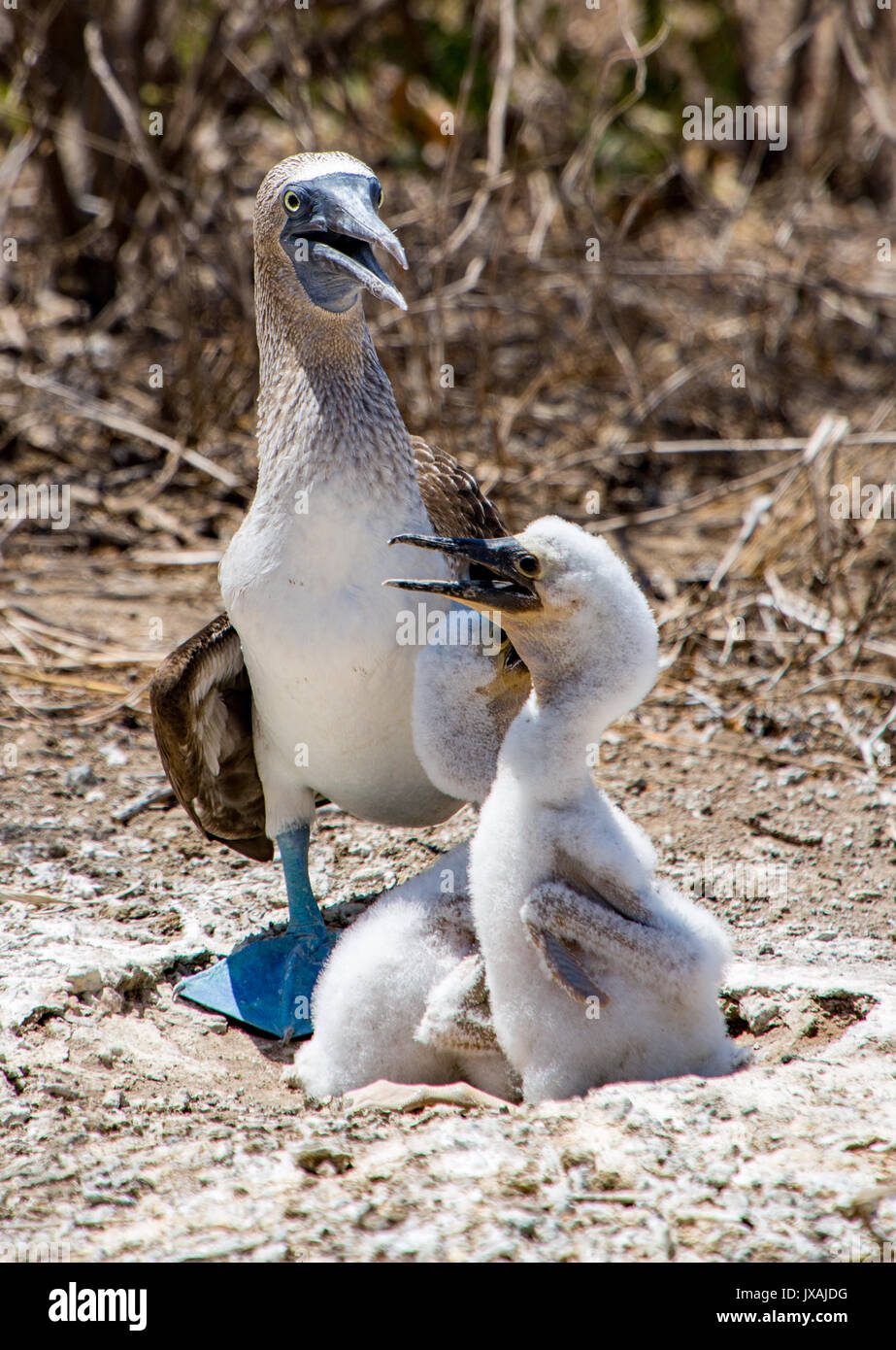 Blue Footed Booby con pulcini neonati Foto Stock