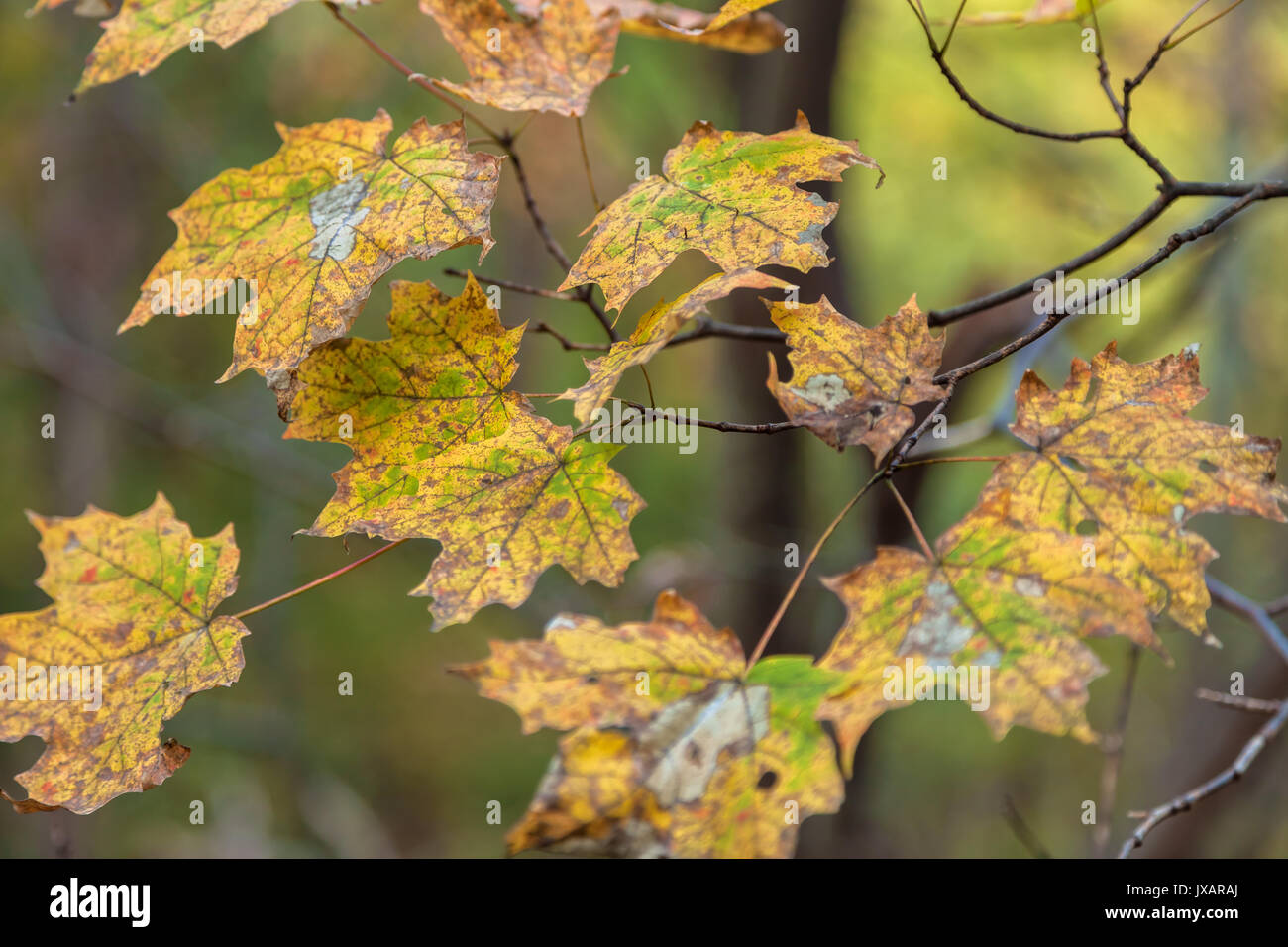 Close up dello zucchero di foglie di acero (Acer saccharum) nella sua caduta delle foglie, George Washington National Forest, Virginia, Stati Uniti d'America. Foto Stock