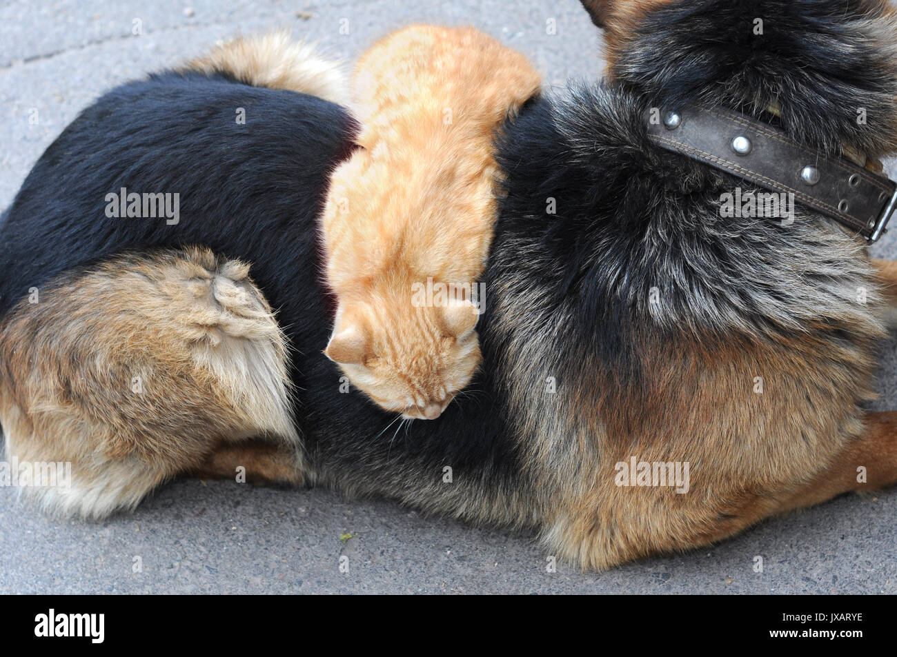 Il gatto domestico rilassante sulla schiena del cane nel cortile presso la fattoria Foto Stock