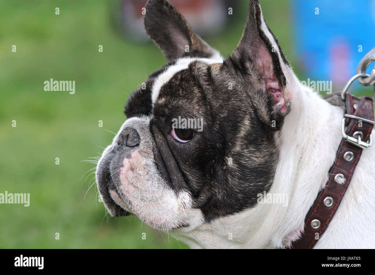 Close-up ritratto di bulldog francese presso il dog show Foto Stock