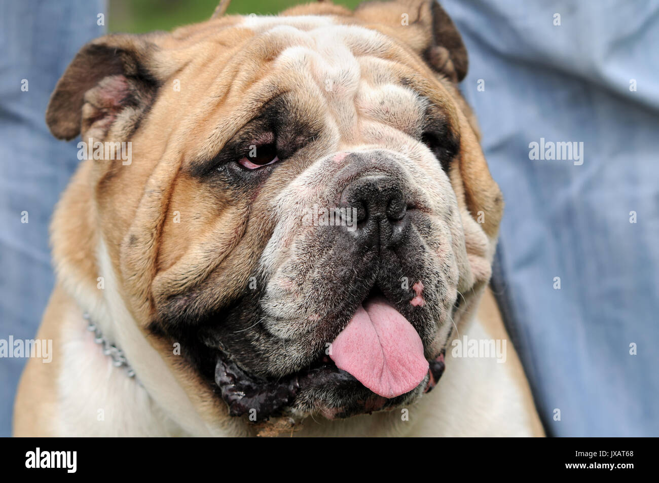 Close-up ritratto di Bulldog inglese presso il dog show Foto Stock