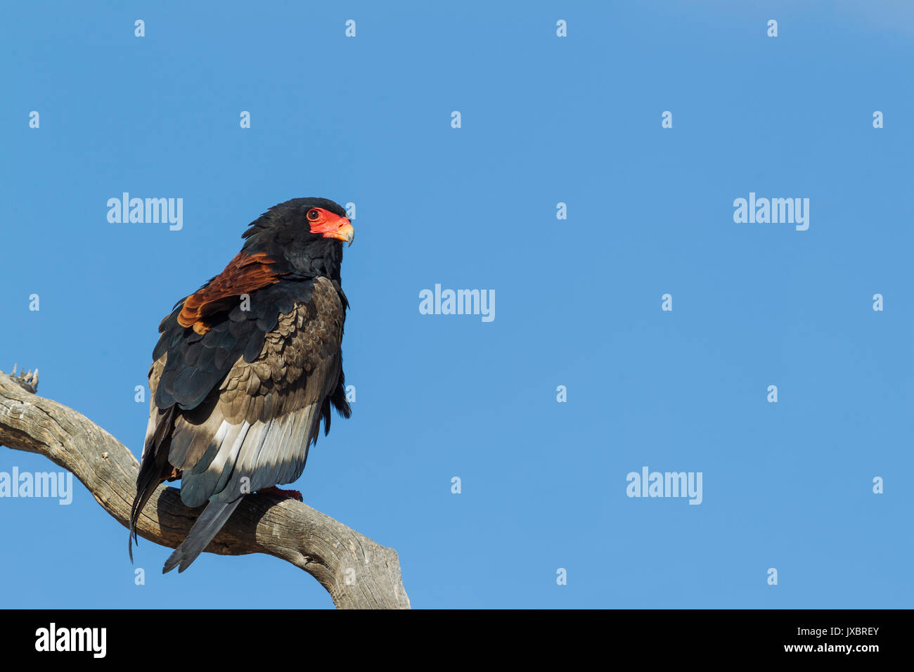 (Bateleur Terathopius ecaudatus) seduto sul pesce persico, femmina, Deserto Kalahari, Kgalagadi Parco transfrontaliero, Sud Africa Foto Stock