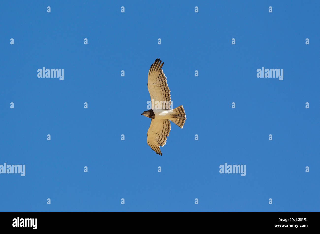 Nero-chested Snake Eagle (Circaetus pettorale), in volo, Deserto Kalahari, Kgalagadi Parco transfrontaliero, Sud Africa Foto Stock
