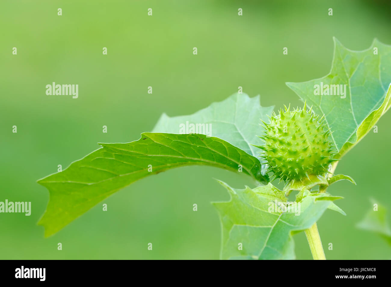 Thorn Apple, frutta / (Datura stramonium) | Weisser Stechapfel, Frucht / (Datura stramonium) Foto Stock