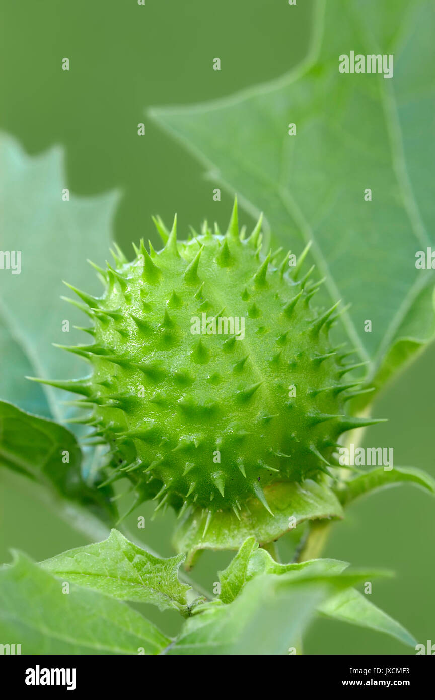 Thorn Apple, frutta / (Datura stramonium) | Weisser Stechapfel, Frucht / (Datura stramonium) Foto Stock