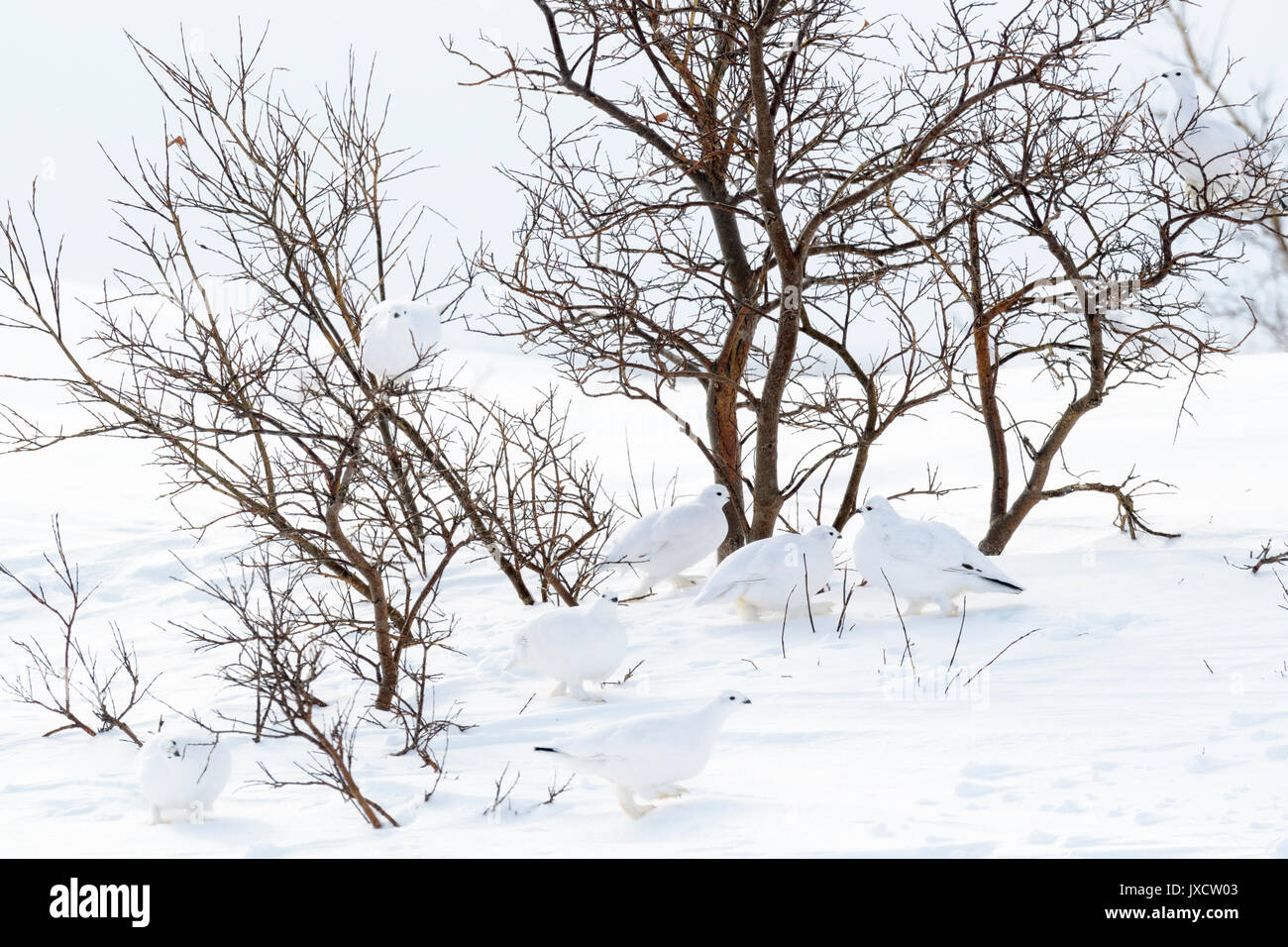 Gregge di Willow Ptarmigan (Lagopus lagopus), rovistando da willow nella tundra, Churchill, Manitoba, Canada Foto Stock