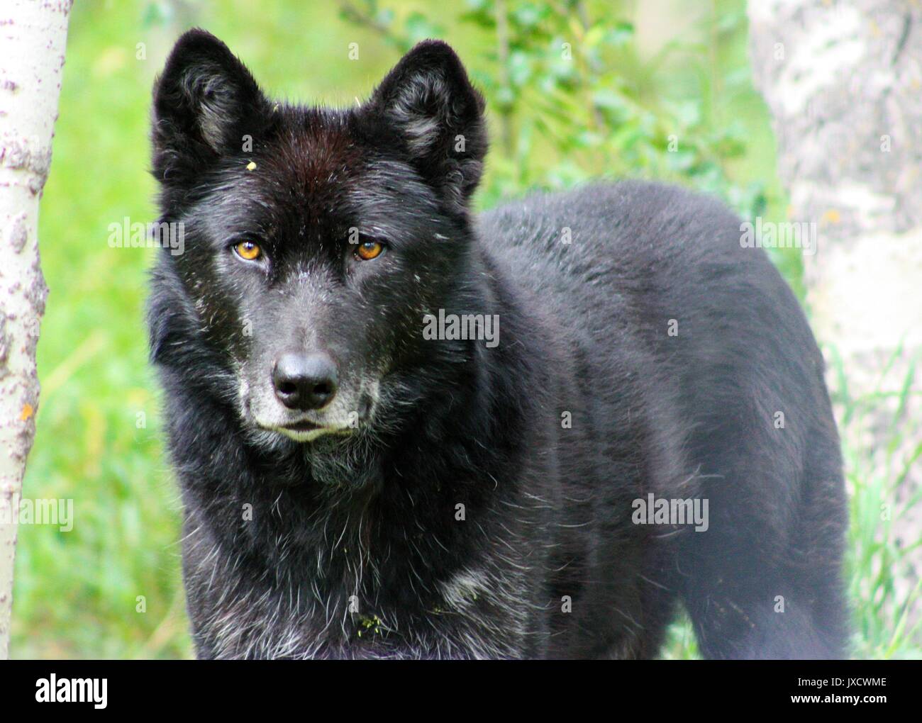 Ombra di Wolfdog Yamnuska Santuario in Cochrane, Alberta, Canada Foto Stock