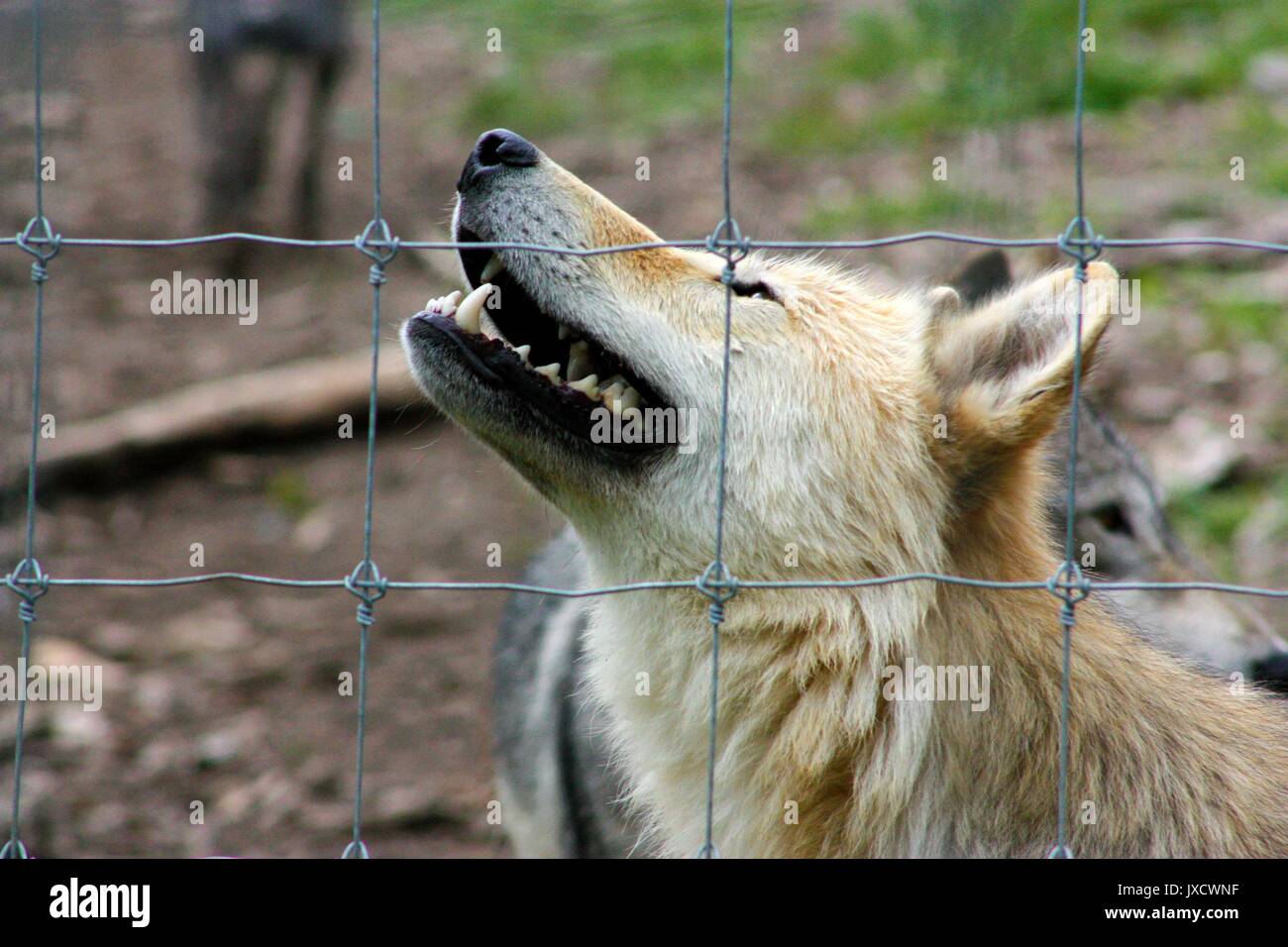 Grizz dal Yamnuska Wolfdog Santuario in Cochrane, Alberta, Canada Foto Stock