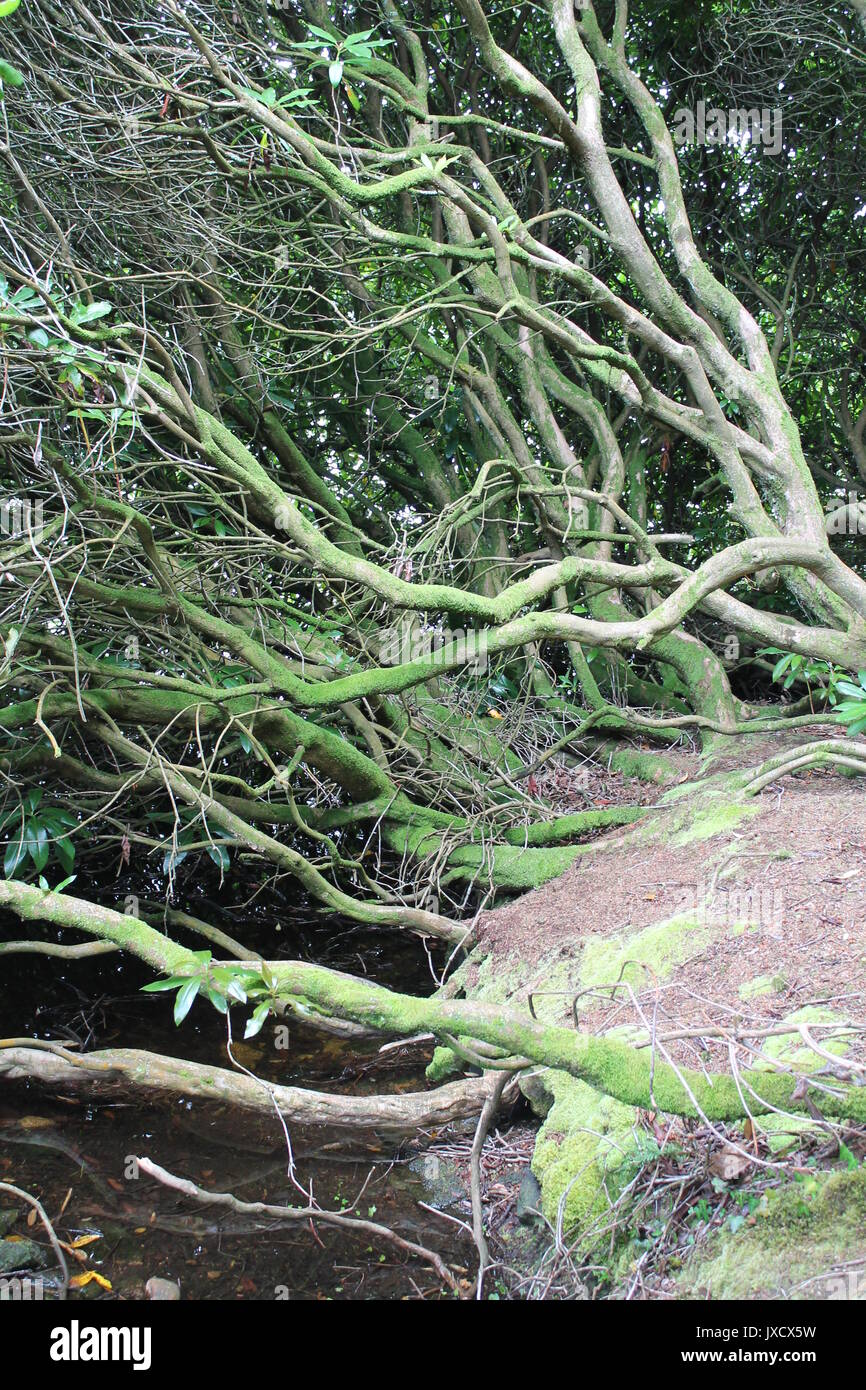 Alberi intrecciati con moss al serbatoio Venford, Parco Nazionale di Dartmoor, Devon. Foto Stock