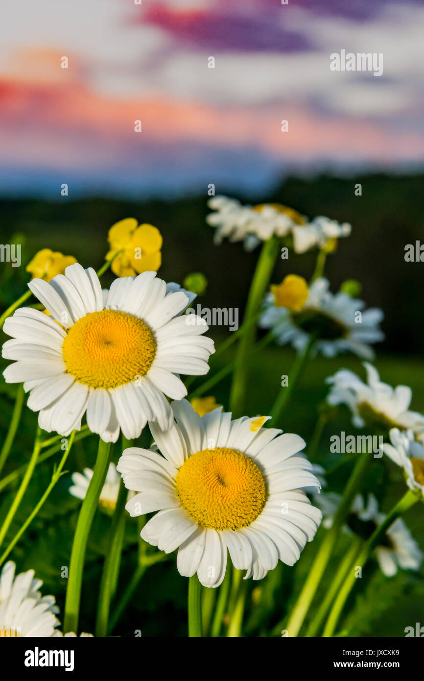 Margherite selvatiche che crescono in un campo di fattoria al tramonto Foto Stock