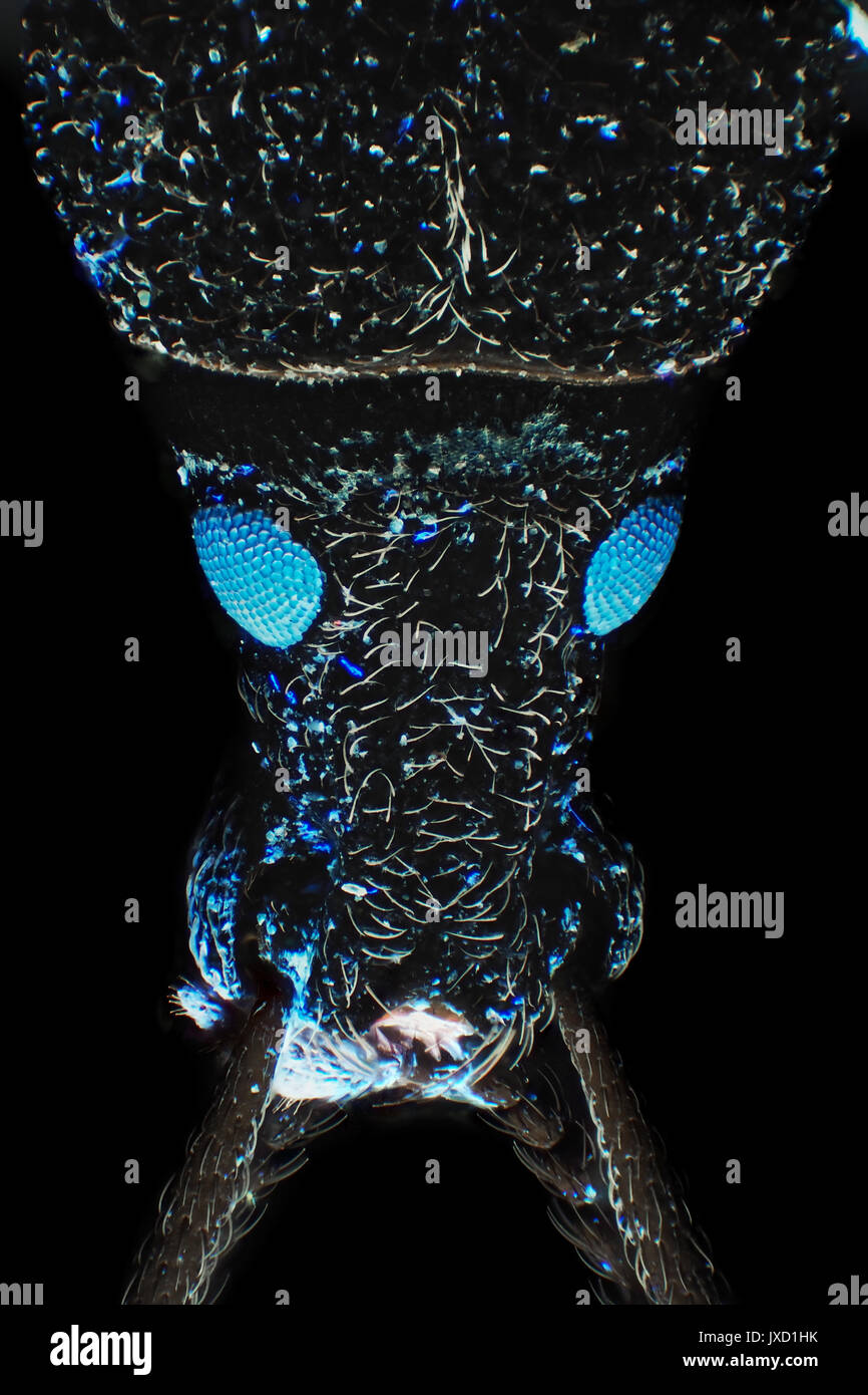 Curculione beetle (probabile Larinus carlinae) fluorescente con occhi blu, riflette la luce ultravioletta microfotografia, 26x ingrandimenti quando stampata 10cm di altezza Foto Stock