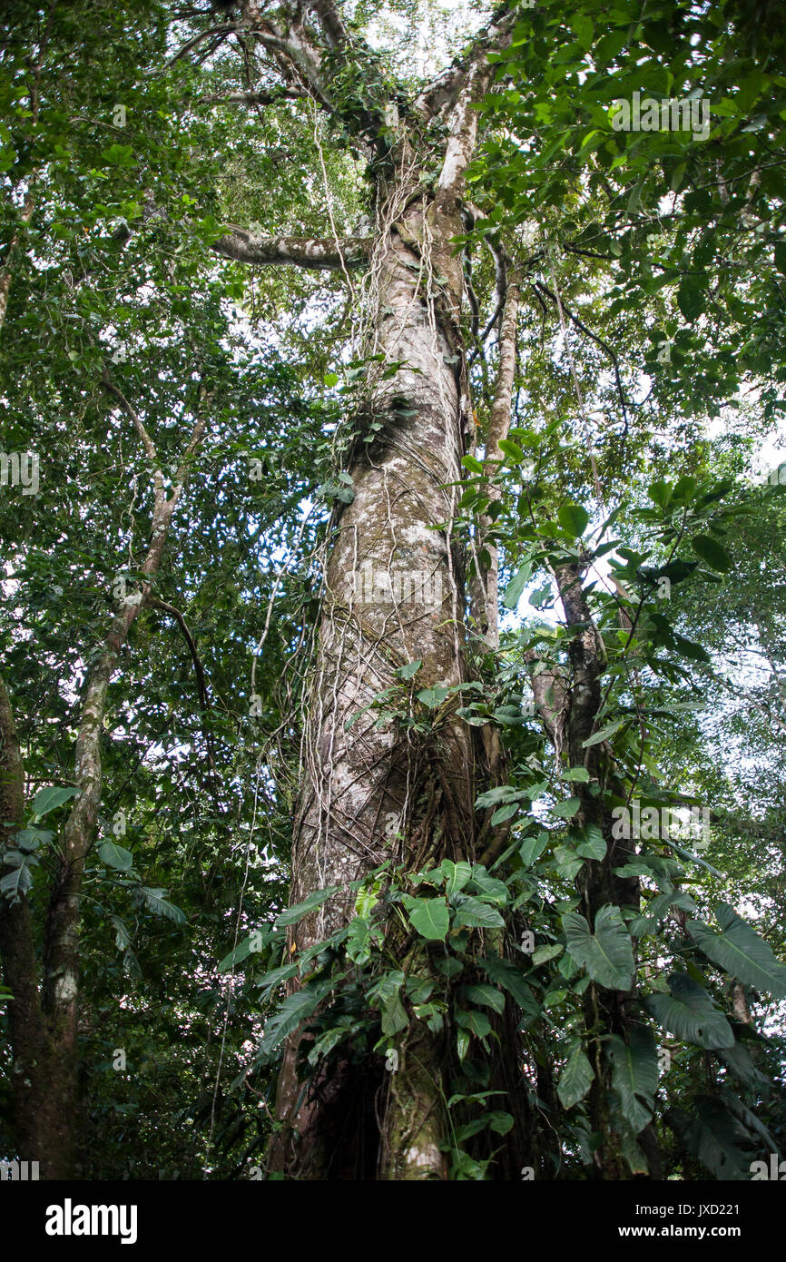 Altezza albero nella foresta pluviale con viti su di esso. Tortuguero in Costa Rica. Foto Stock