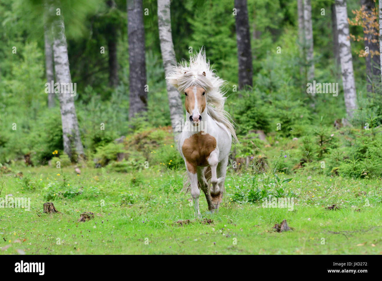 Esecuzione di cavalli islandesi nella foresta di betulla in Svezia Foto Stock