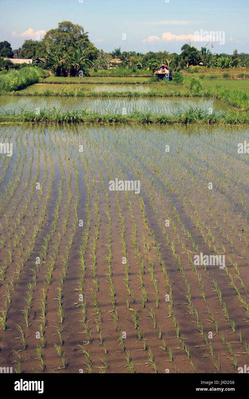 Bali campi di riso a Bali, Indonesia - Vista di campi di riso fresco con acqua e cielo blu Foto Stock