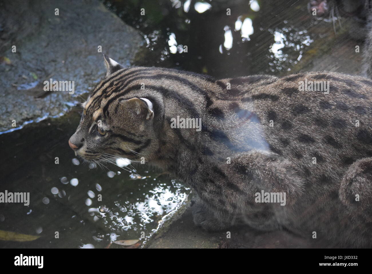animali Foto Stock