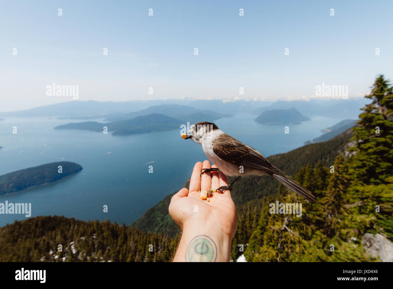 Bird a portata di mano con la baia e le isole dietro Foto Stock