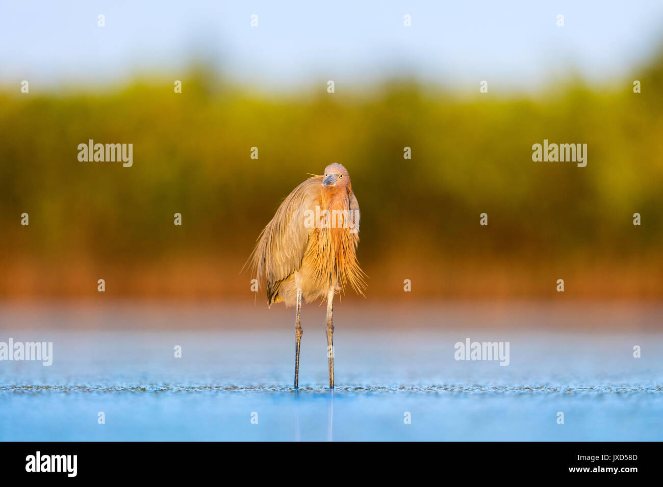 Adulto Garzetta rossastra in piedi in acque poco profonde della laguna di Fort De Soto Park, Florida e visualizzando la sua favolosa piumaggio / piume Foto Stock