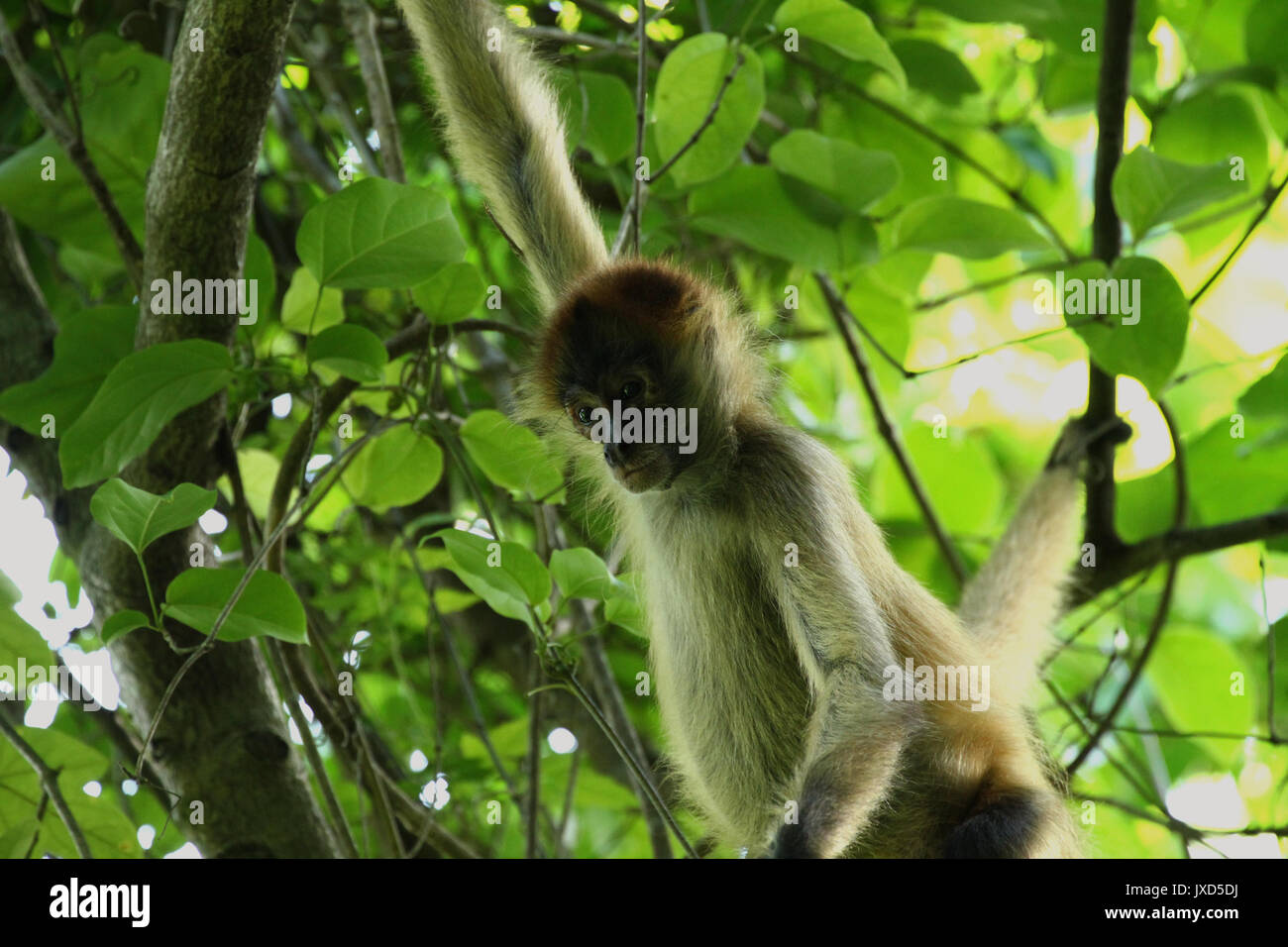 Scimmia nella giungla della costa Rica - spider monkey goffrey Foto Stock
