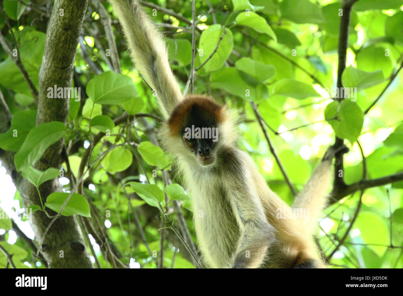 Scimmia nella giungla della costa Rica - spider monkey goffrey Foto Stock