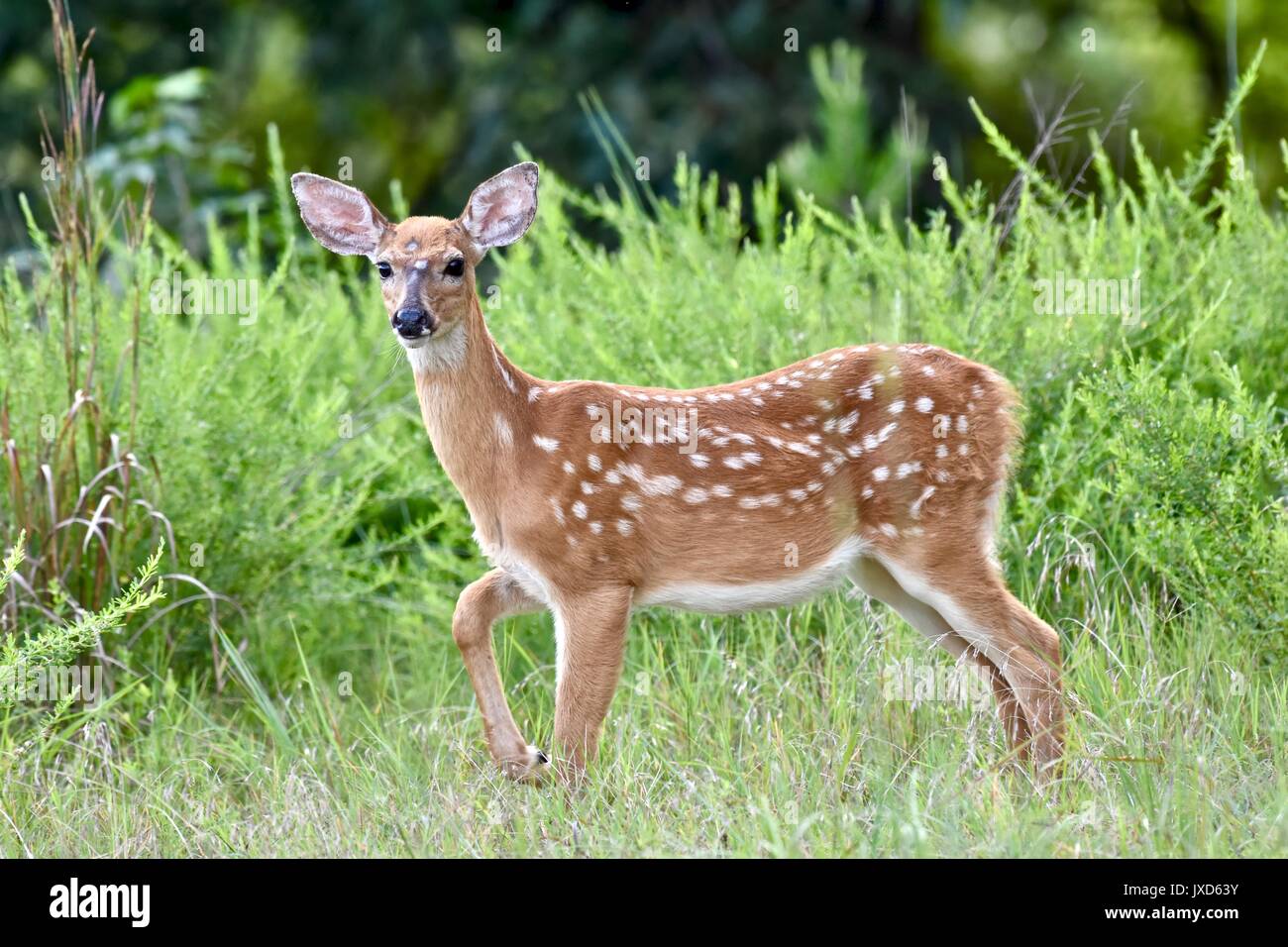 White-Tailed Deer Fawn (Odocoileus virginianus) Foto Stock