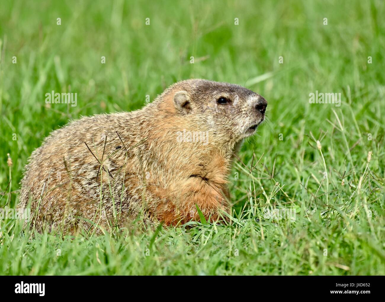 Marmotta (Marmota monax) seduto in erba durante una calda giornata estiva Foto Stock