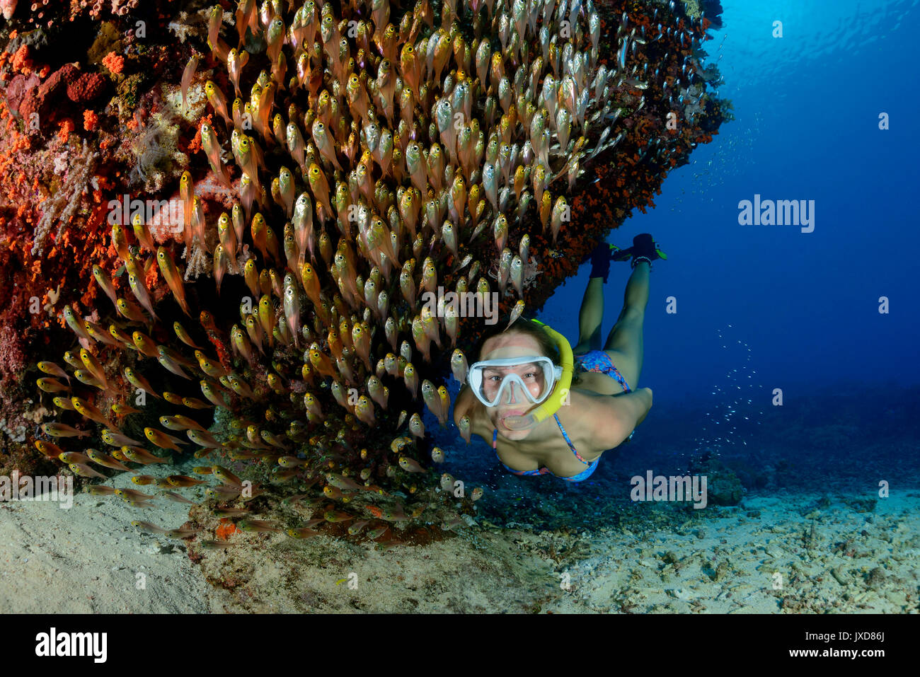 Giovane donna lo snorkeling nella bellissima Coralreef con scuola di scopa nana, glassfishes, Selayar Isola, Indonesia, Oceano Indiano Foto Stock