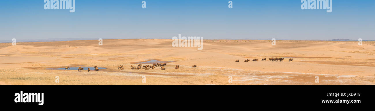 Bellissimo paesaggio del deserto soleggiato con i cammelli Foto Stock