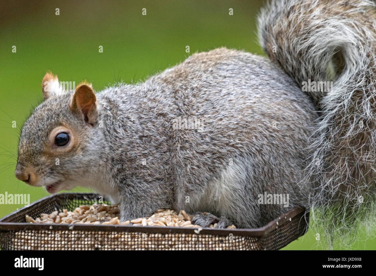 Orientale scoiattolo grigio 'Sciurus carolinensis' Foto Stock