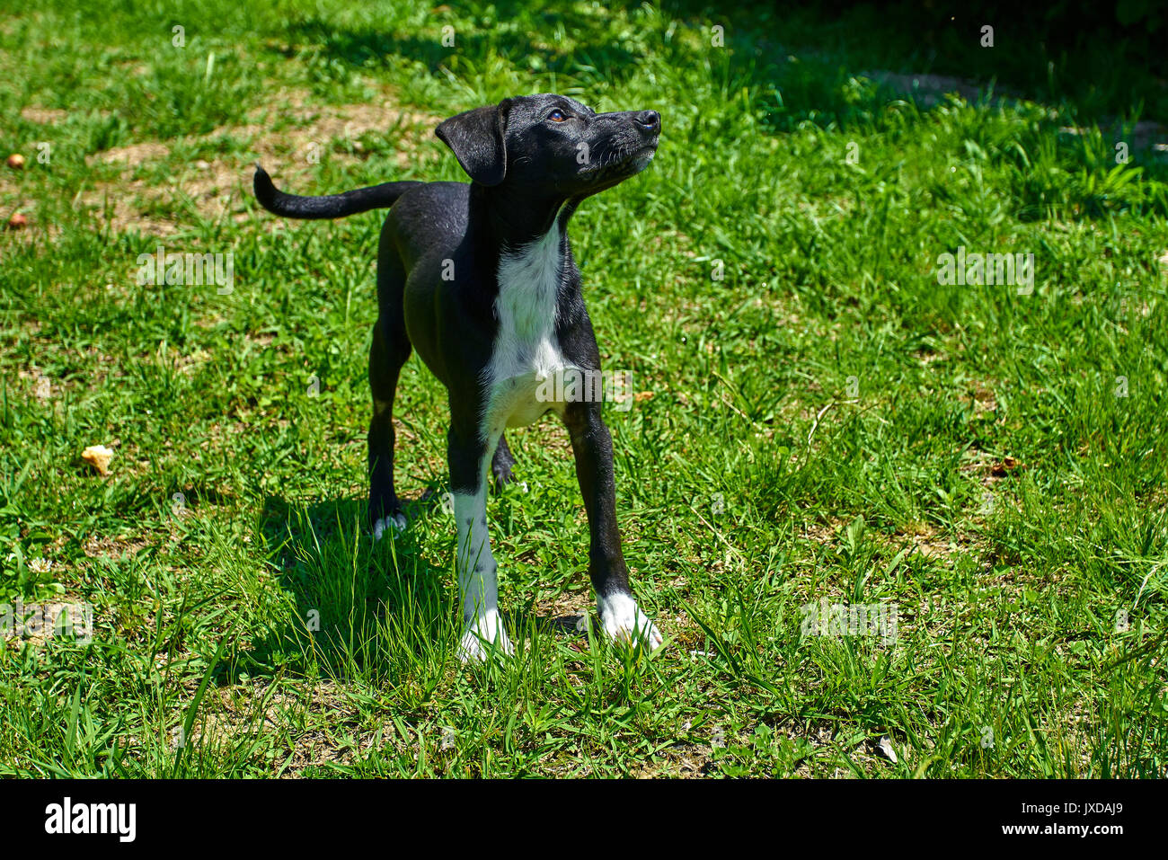 Cane giocando al di fuori di sorrisi. Happy dog. Un bellissimo cucciolo di cane Foto Stock