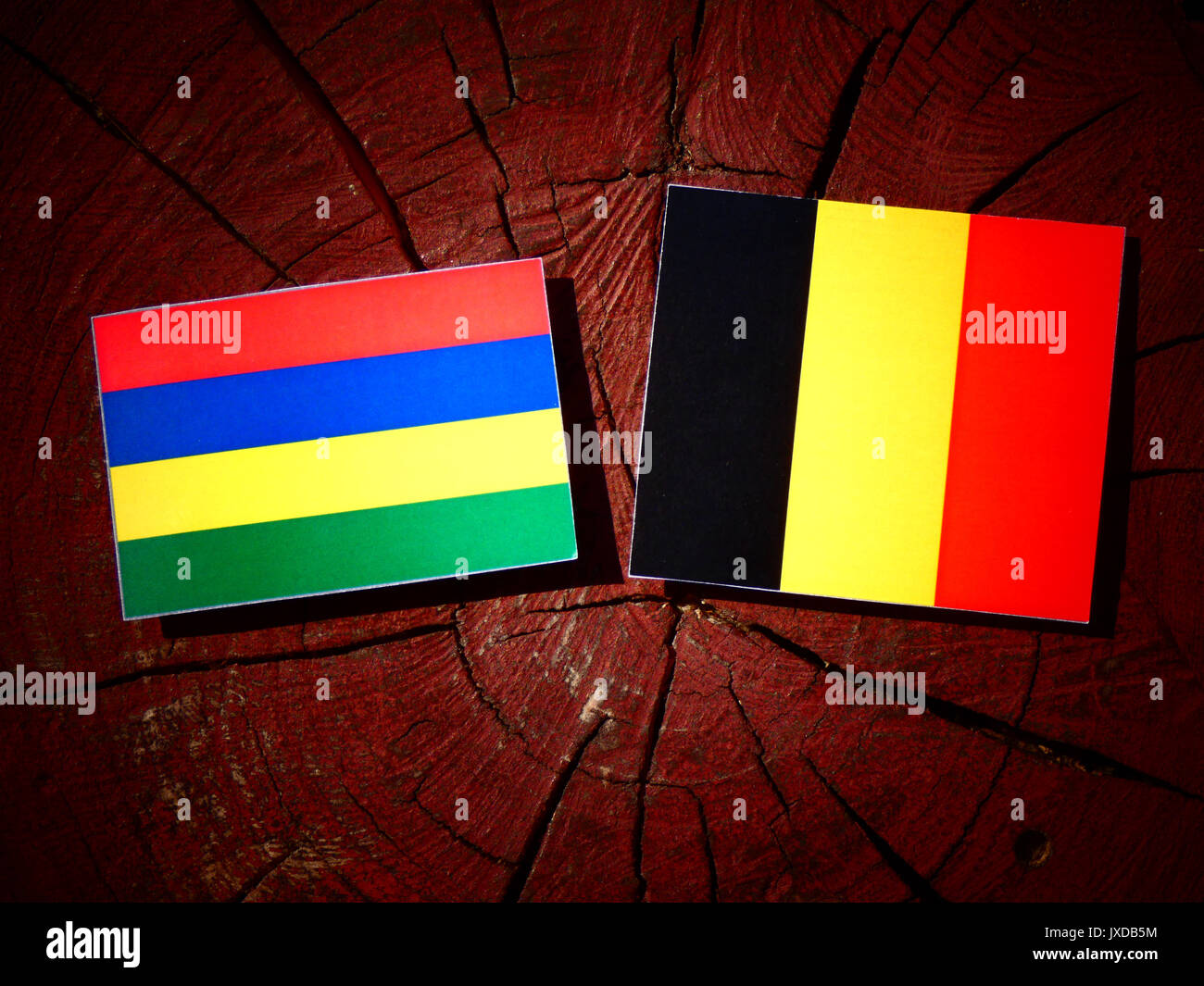 Maurizio bandiera con bandiera belga su un ceppo di albero isolato Foto Stock