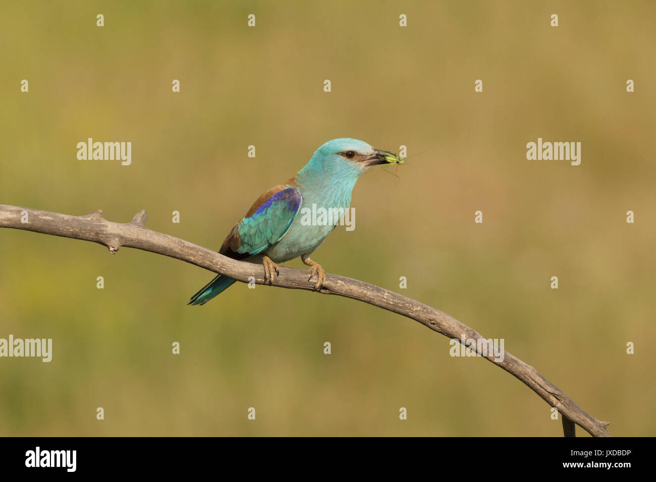 Rullo europea (Coracias garrulus), adulto, con preda di insetti, appollaiato sul ramo, Vojvodina, Serbia, Giugno Foto Stock