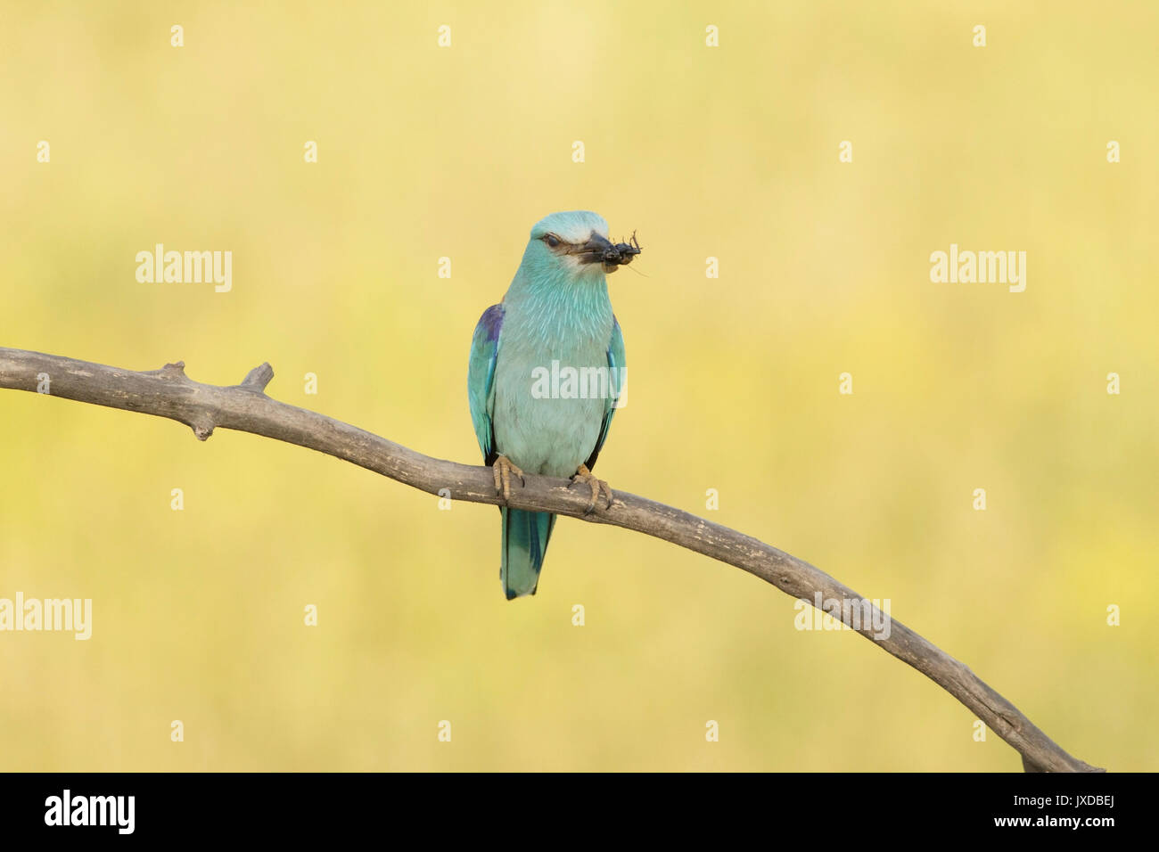 Rullo europea (Coracias garrulus), adulto, con beetle preda, appollaiato sul ramo, Vojvodina, Serbia, Giugno Foto Stock