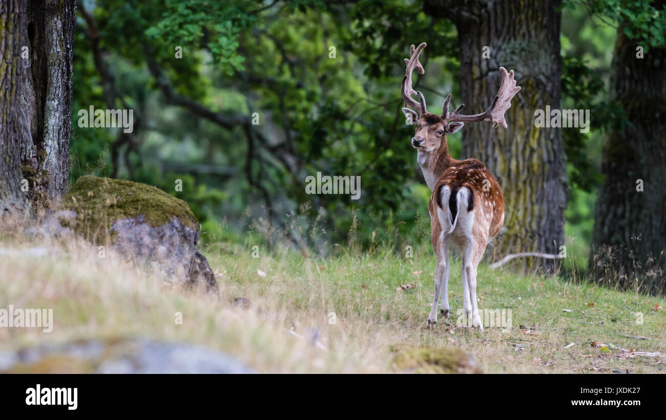 Daini buck (DAMA DAMA) gira intorno con un bel bosco sfocati paesaggio sullo sfondo. Foto Stock