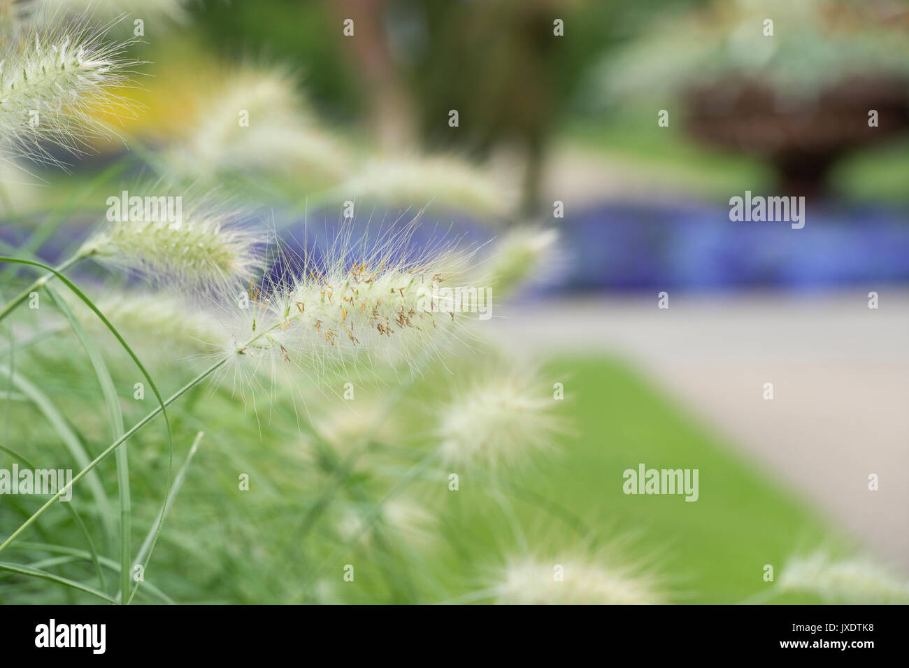 Pennisetum. Fontana flowerheads erba in un giardino inglese. Regno Unito Foto Stock