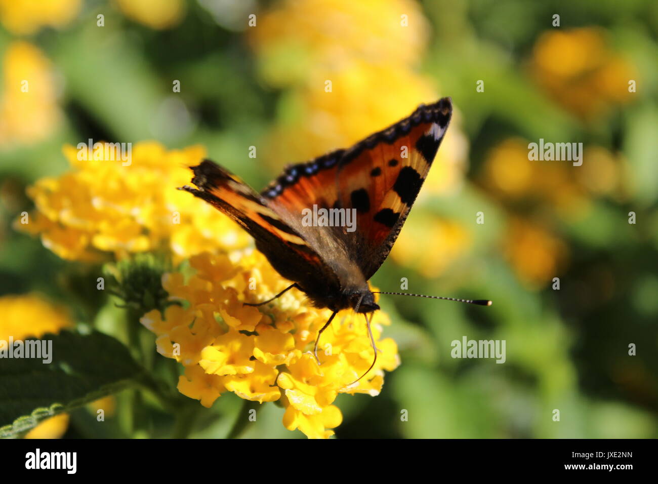 Piccola tartaruga butterfly Foto Stock