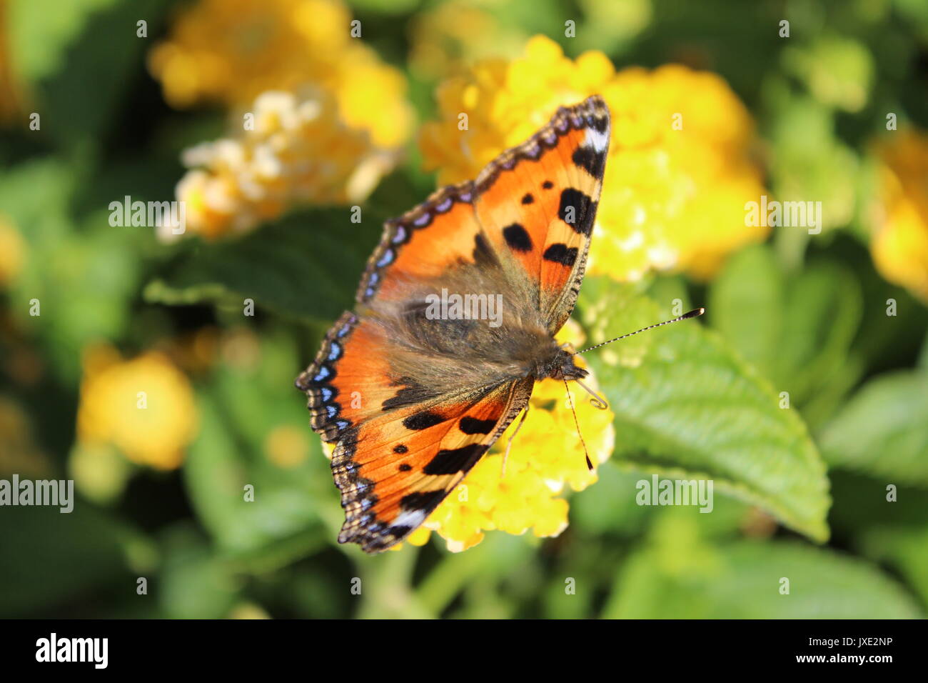 Piccola tartaruga butterfly Foto Stock