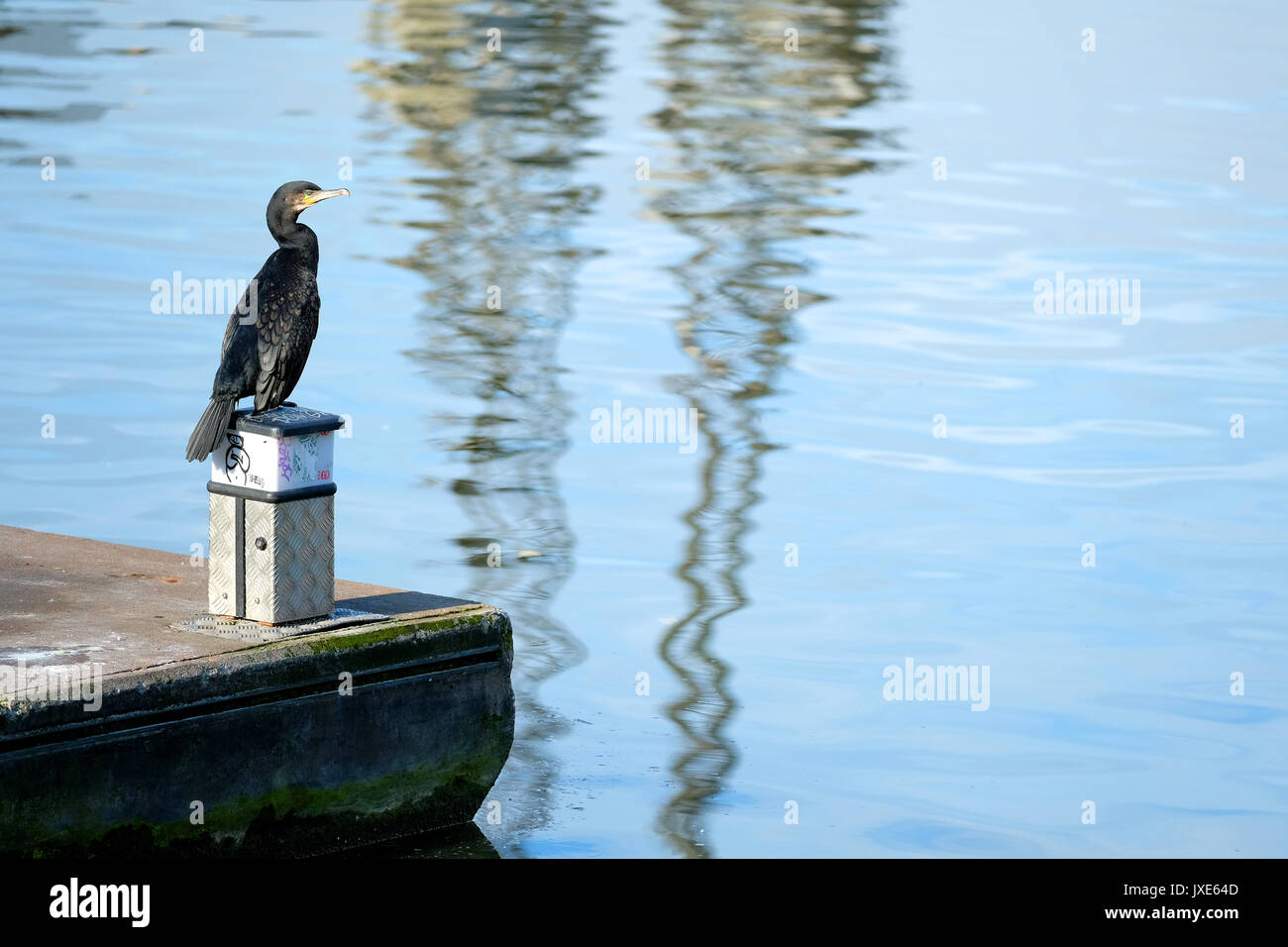 Un cormorano, Phalacrocorax carbo, appoggiato sul fianco di h city docks in Bristol, Regno Unito Foto Stock