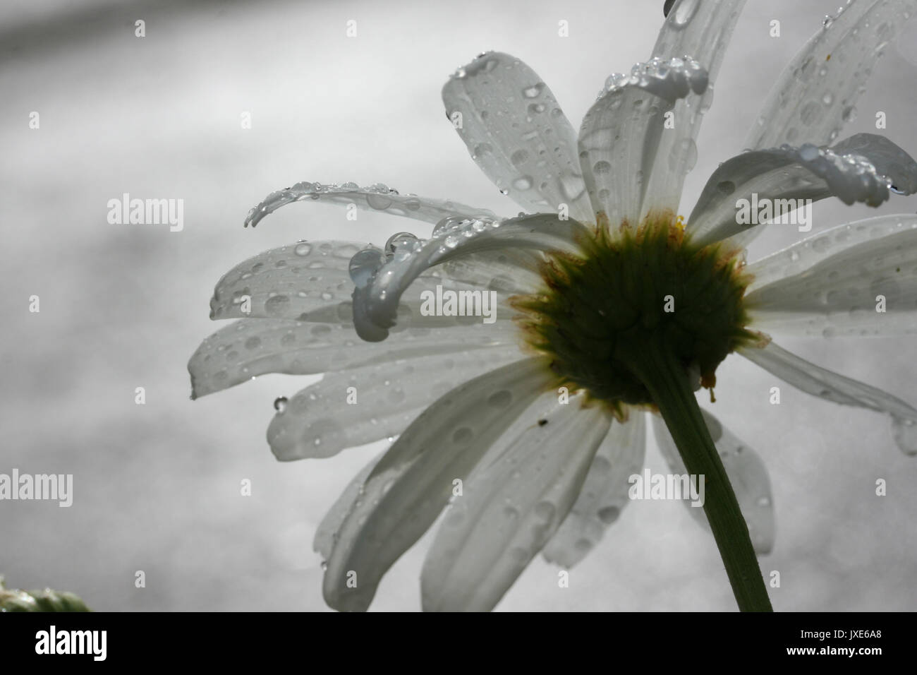 Daisy - Bellis Perennis - sparato da dietro che mostra il traslucido petali, e le goccioline di acqua Foto Stock