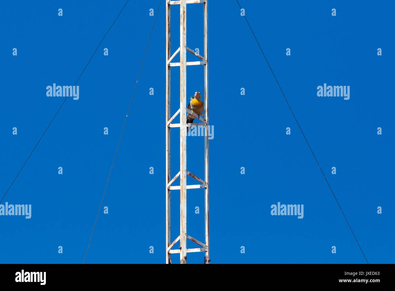 Asuncion, Paraguay. 15 agosto 2017. Campo flicker (Colaptes campestris) picchio di sole sulla torre dell'antenna, sotto il cielo blu, durante la giornata di sole ad Asuncion, Paraguay. © Andre M. Chang/Alamy Live News Foto Stock