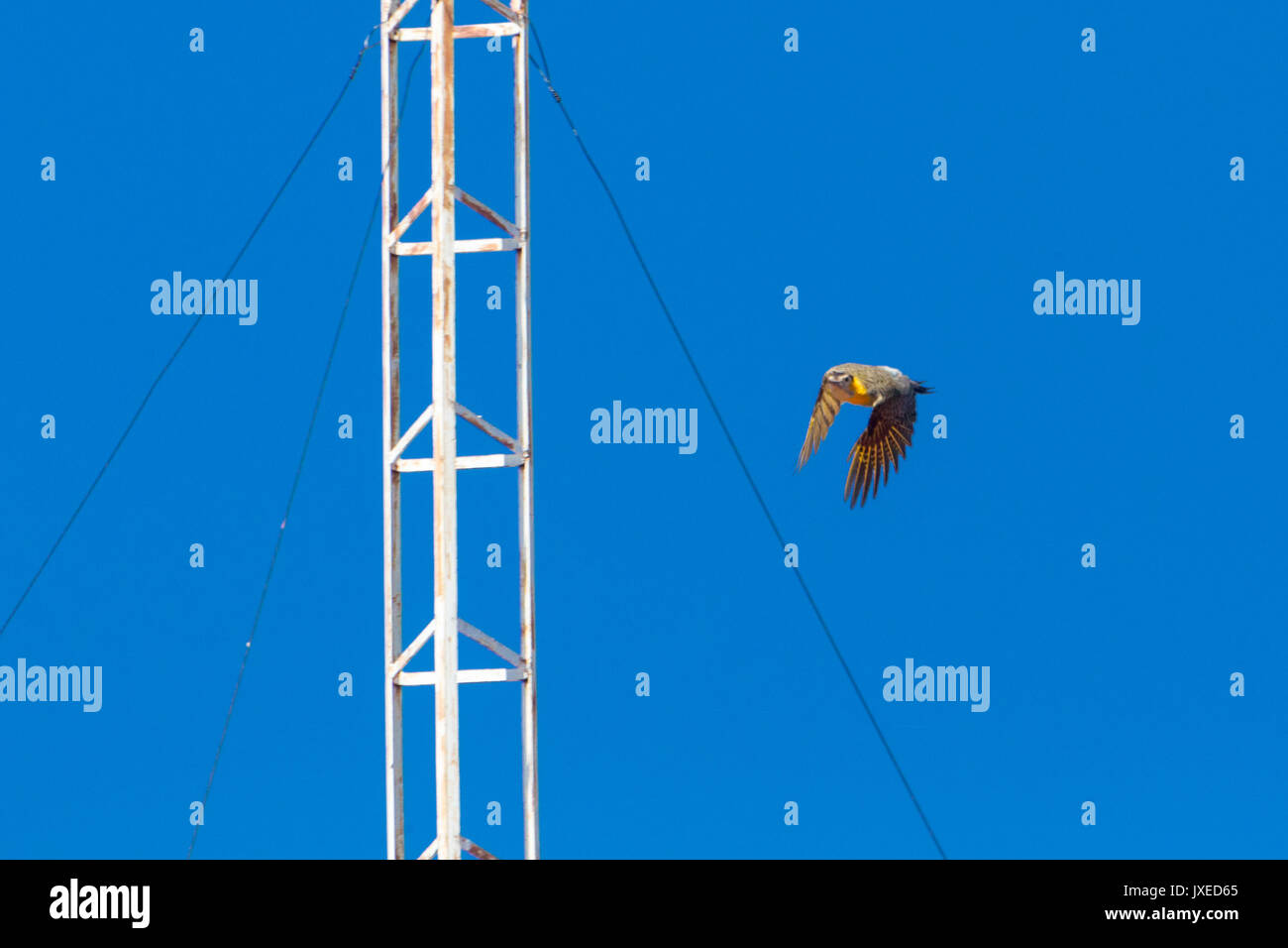 Asuncion, Paraguay. 15 agosto 2017. Il picchio di campo (Colaptes campestris) vola vicino alla torre dell'antenna, sotto il cielo azzurro, durante la giornata di sole ad Asuncion, Paraguay. © Andre M. Chang/Alamy Live News Foto Stock