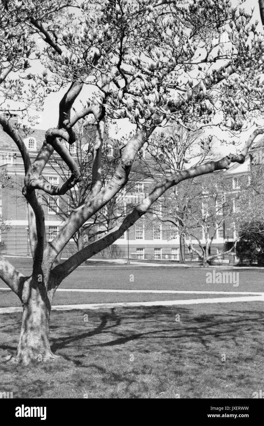 Viste del campus, Homewood Vista del quad superiore, concentrandosi su un albero, Krieger Hall di distanza, 1985. Foto Stock