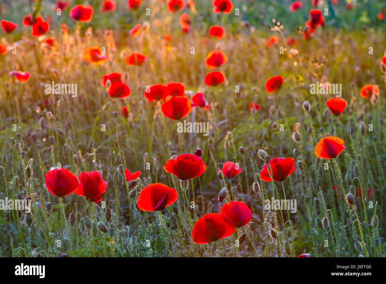 Molla di fiori selvatici, papaveri, al tramonto nella parte esterna di Mani, Messinia, il sud della Grecia Foto Stock