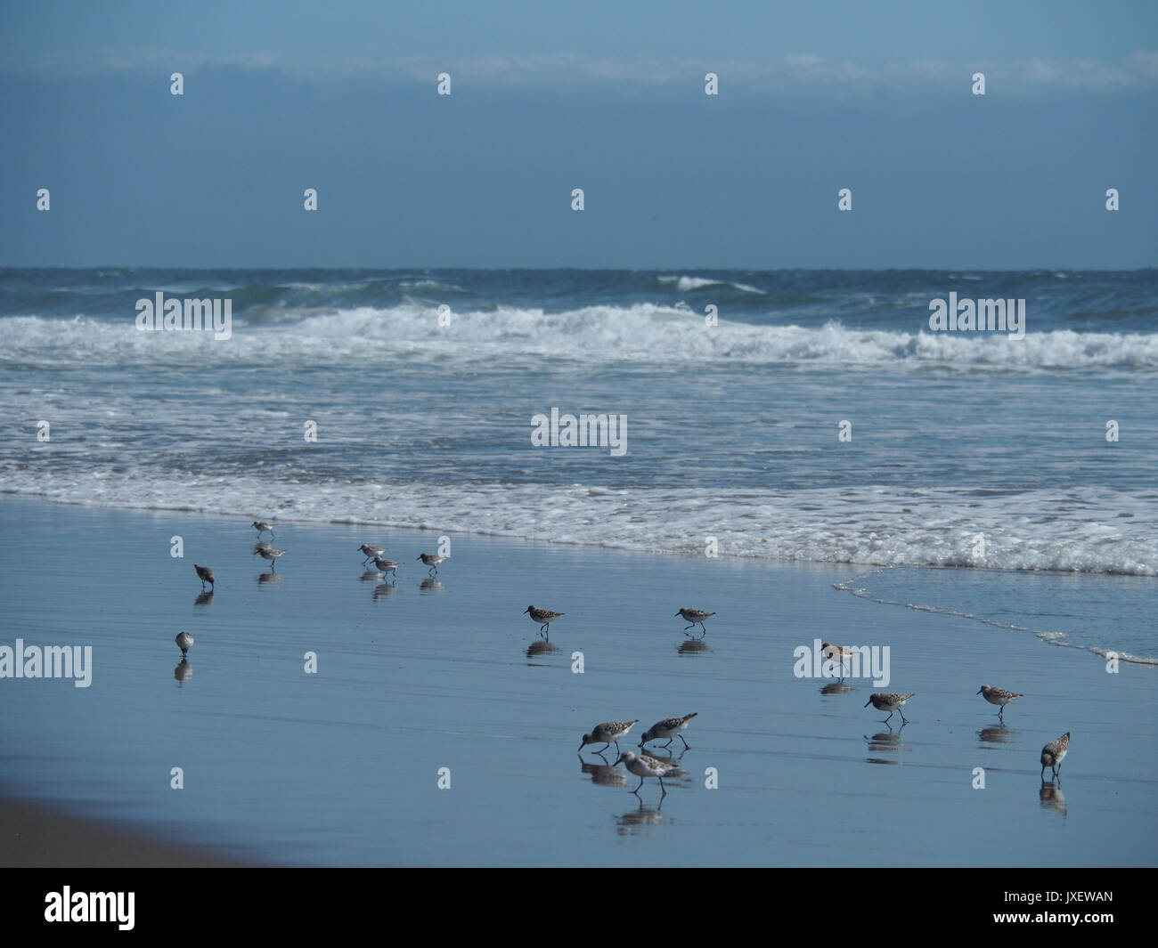 Snowy plovers il prelievo a l'oceano in Santa Cruz Foto Stock