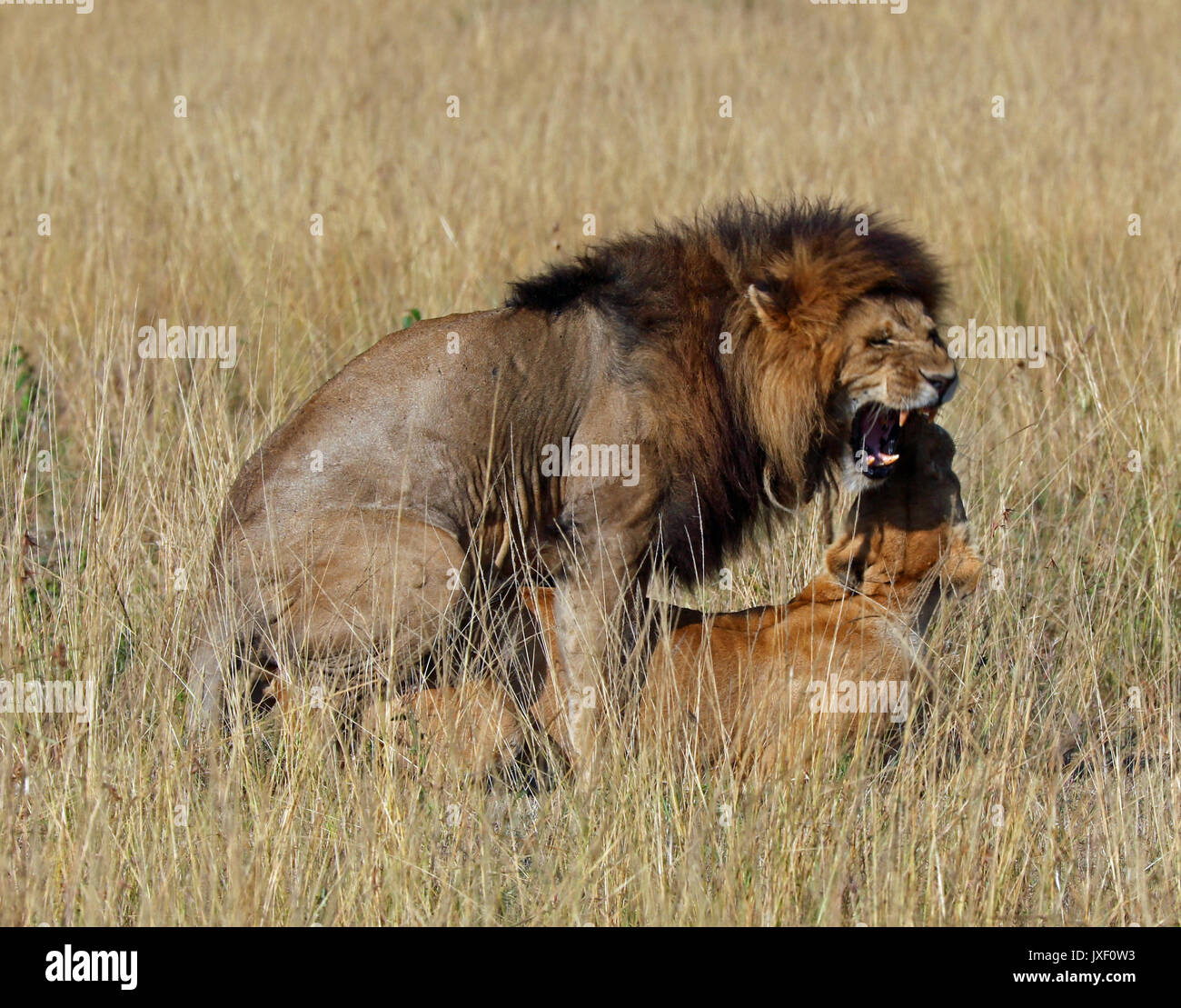 Accoppiamento dei leoni Foto Stock